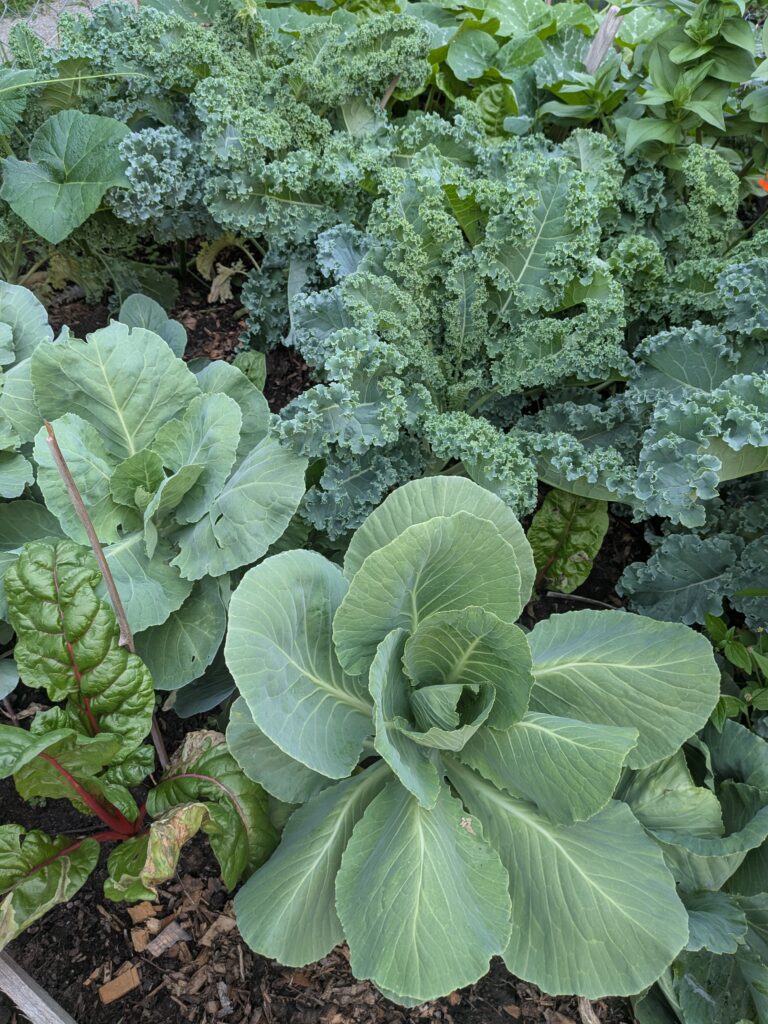 Cabbage, kale and swiss chard